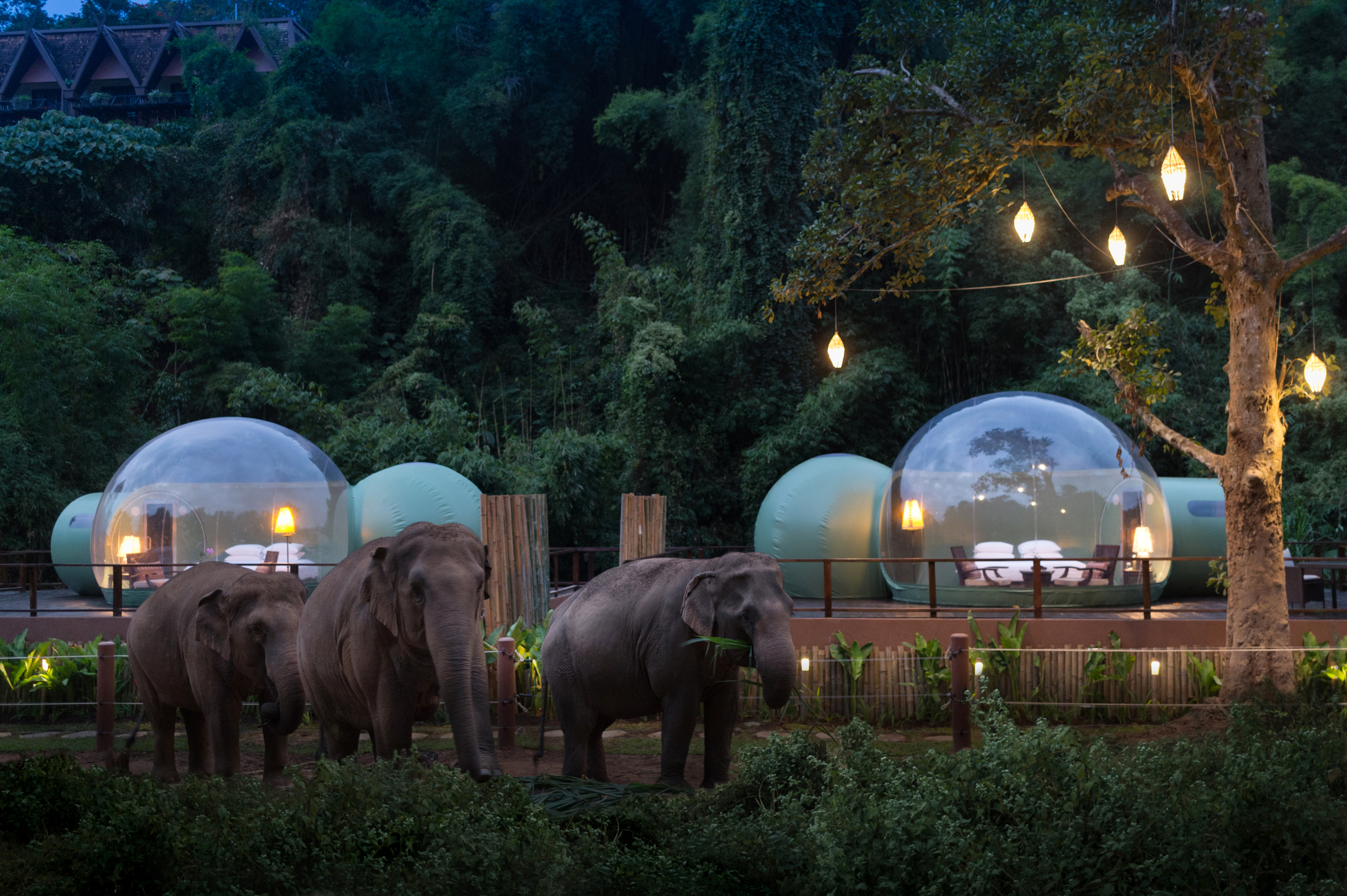 DISCOVER UNUSUAL PLACES TO STAY: Jungle Bubbles by Anantara Golden Triangle Elephant Camp & Resort 創意旅宿 - 入住泡泡屋與大象同遊