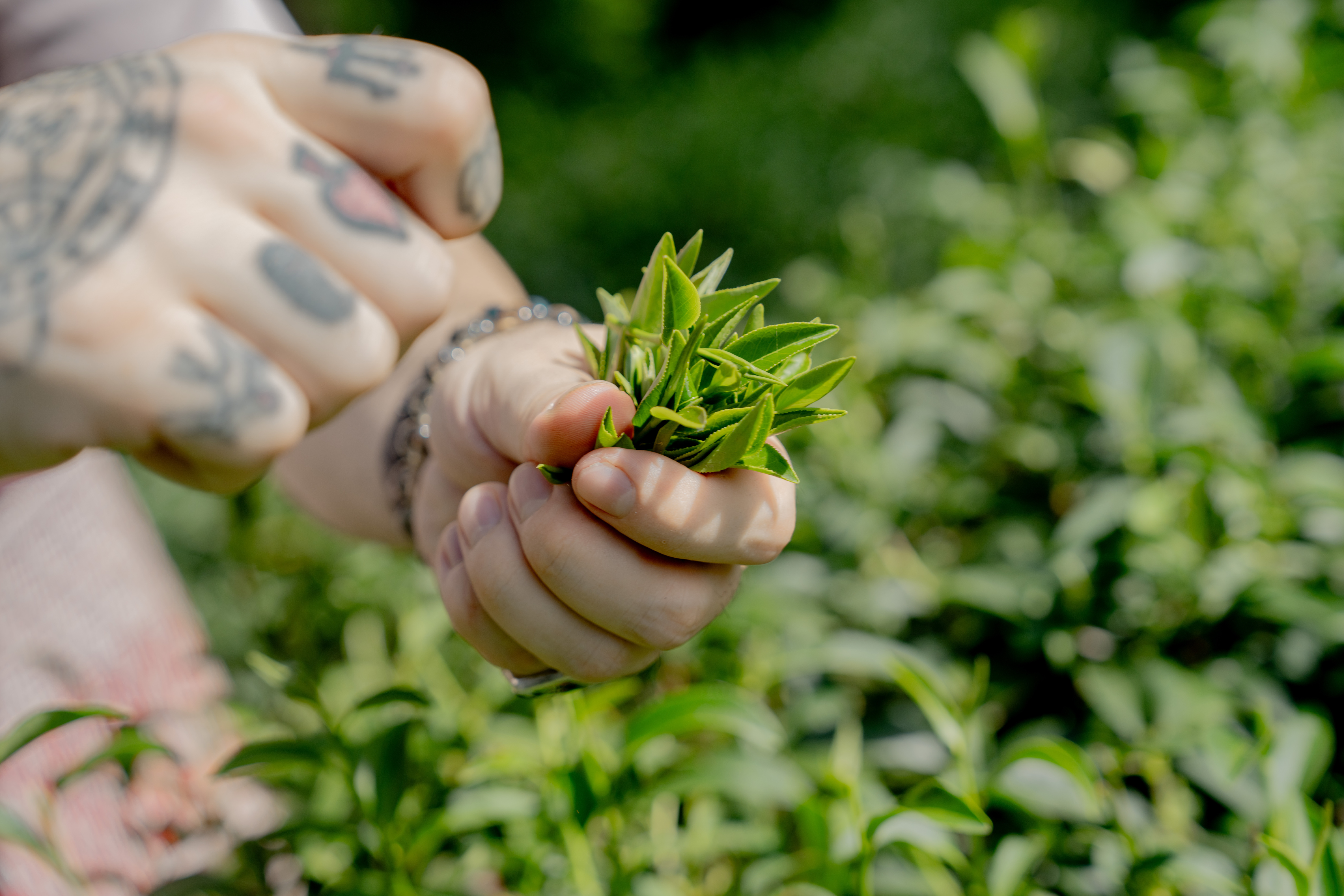 茶酒共融 煙燻飄香